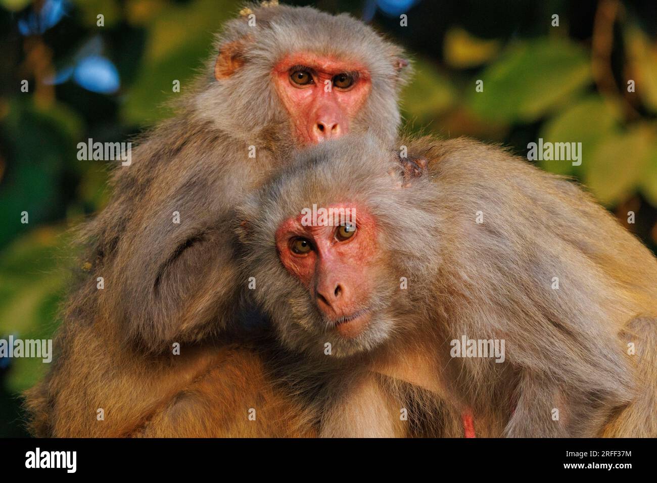 Nepal, Terai Region, Bardia oder Bardiya Nationalpark, Rhesus Macaque ( Macaca mulatta), auf dem Dach eines Ranger Camp in Thakurdwara Village, pflegen oder warten auf Pflege. Stockfoto