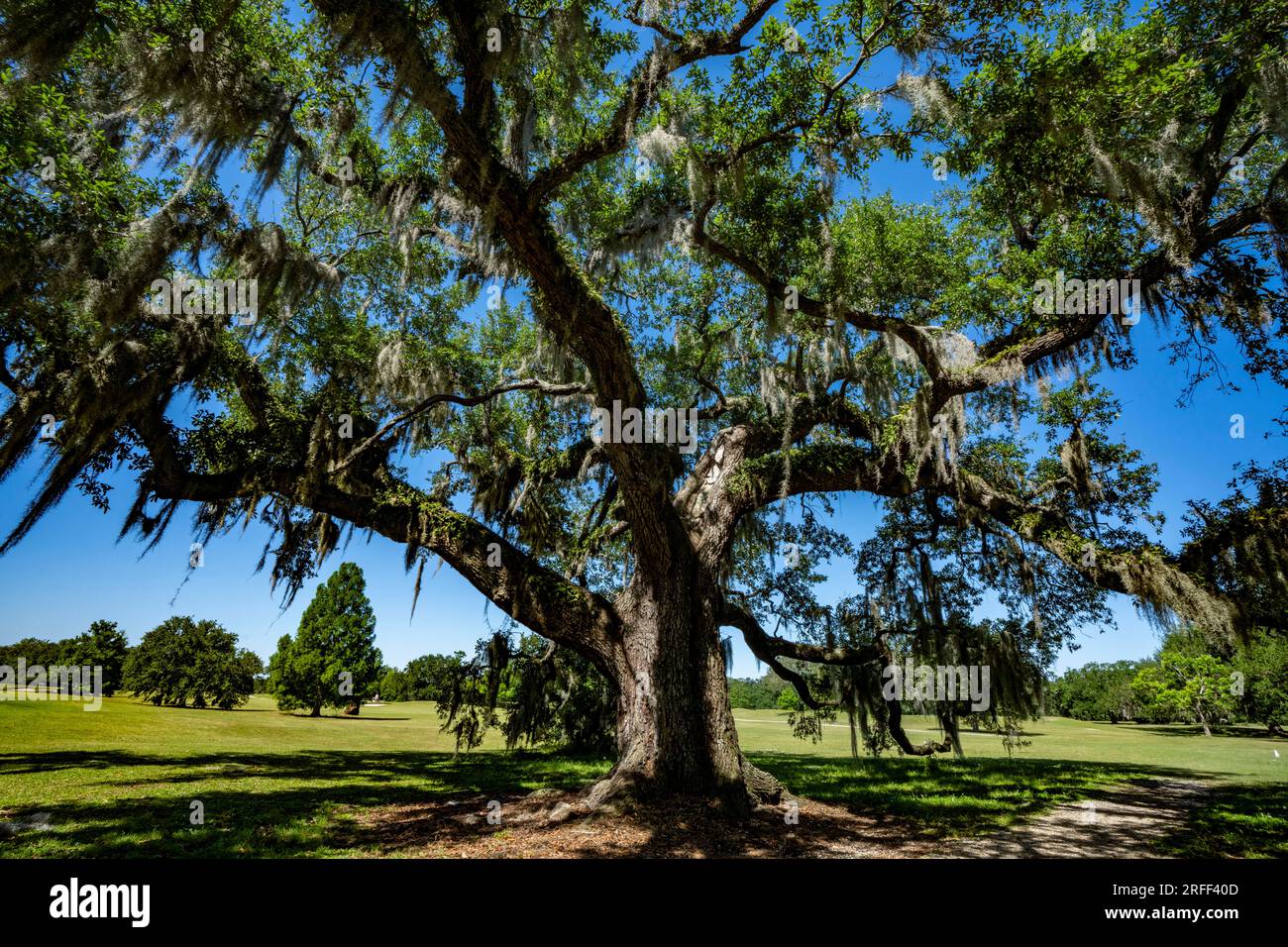 Usa, Louisiana, New Orleans, Audubon Park Stockfoto