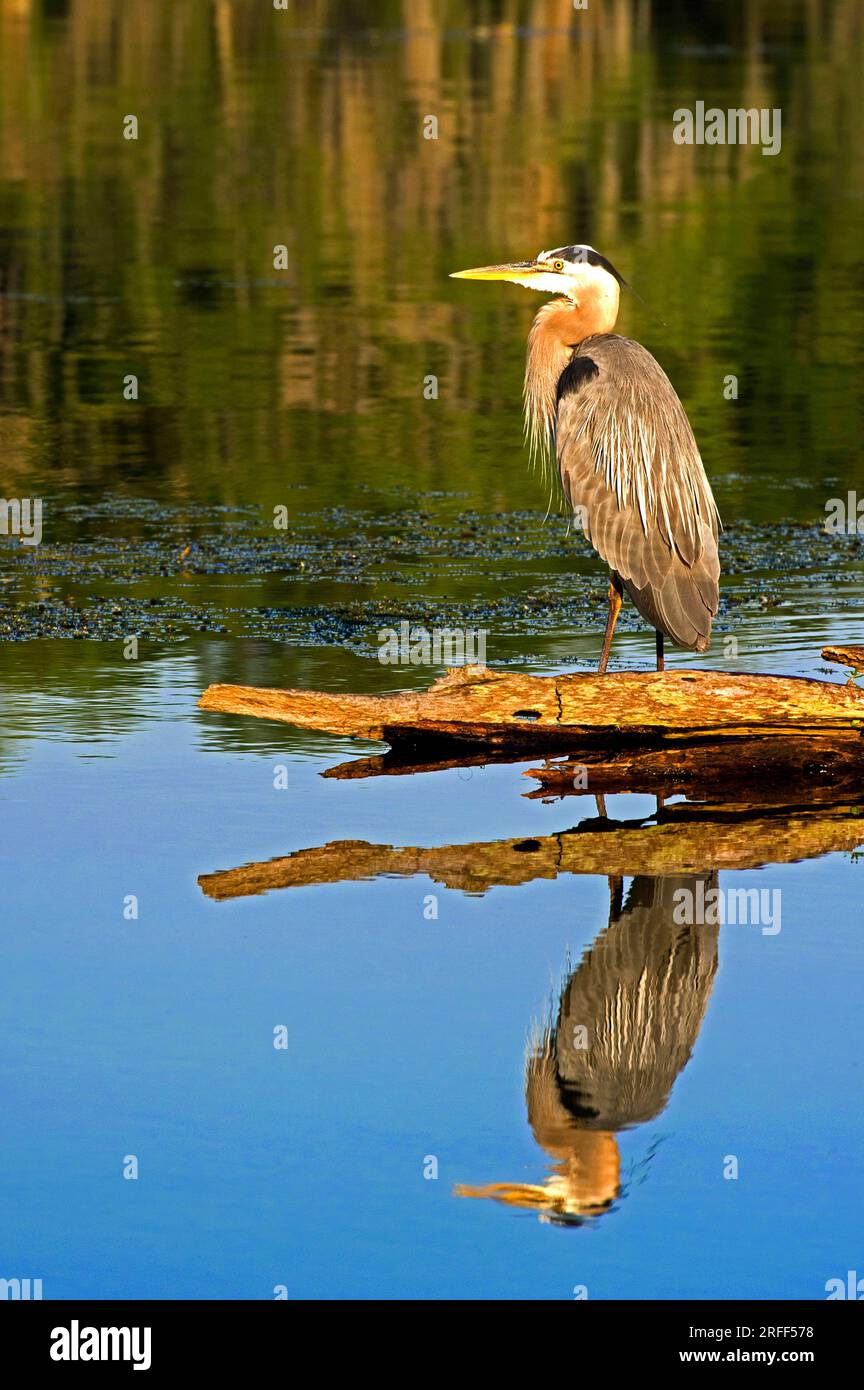 Vereinigte Staaten, Louisiana, Breaux Bridge, Gemeinde Saint Martin, Bayou of Lake Martin, Gray Heron (Ardea Cinerea) Stockfoto