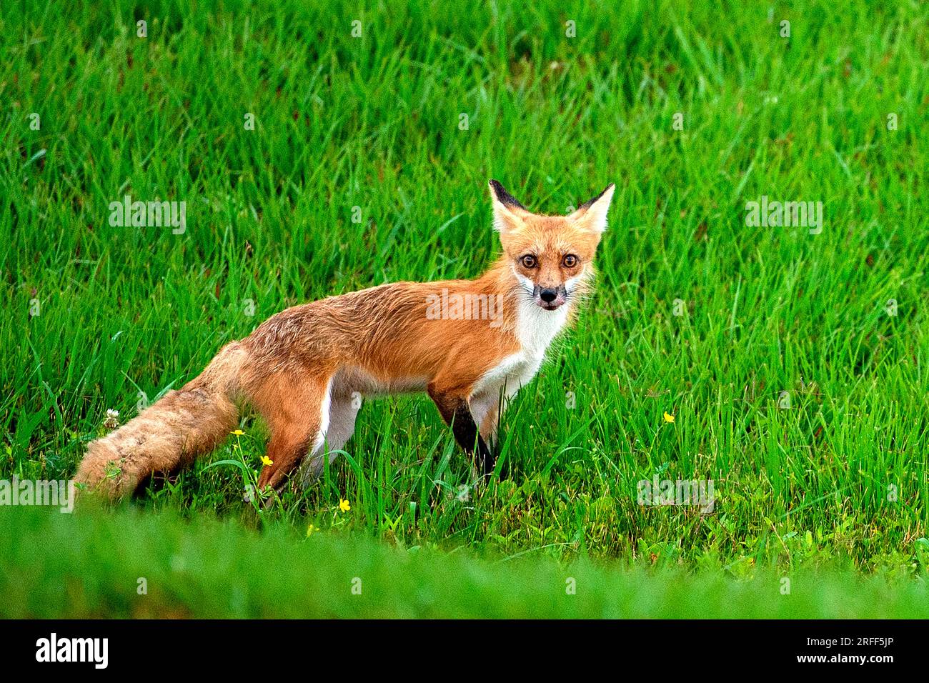 USA, Louisiana, Morgan City, Fox Stockfoto