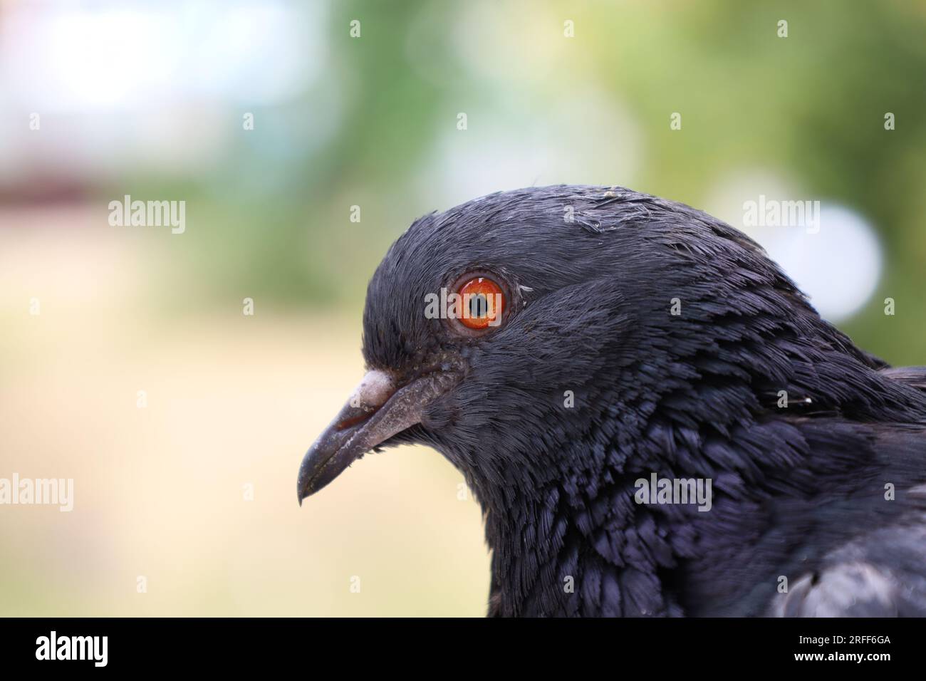 Taube extremes Nahaufnahme Porträt, Sommeratmosphäre, Taubenkopf, sonniger Tag, Taube schönes Porträt, Taubenaugen im Makro Stockfoto