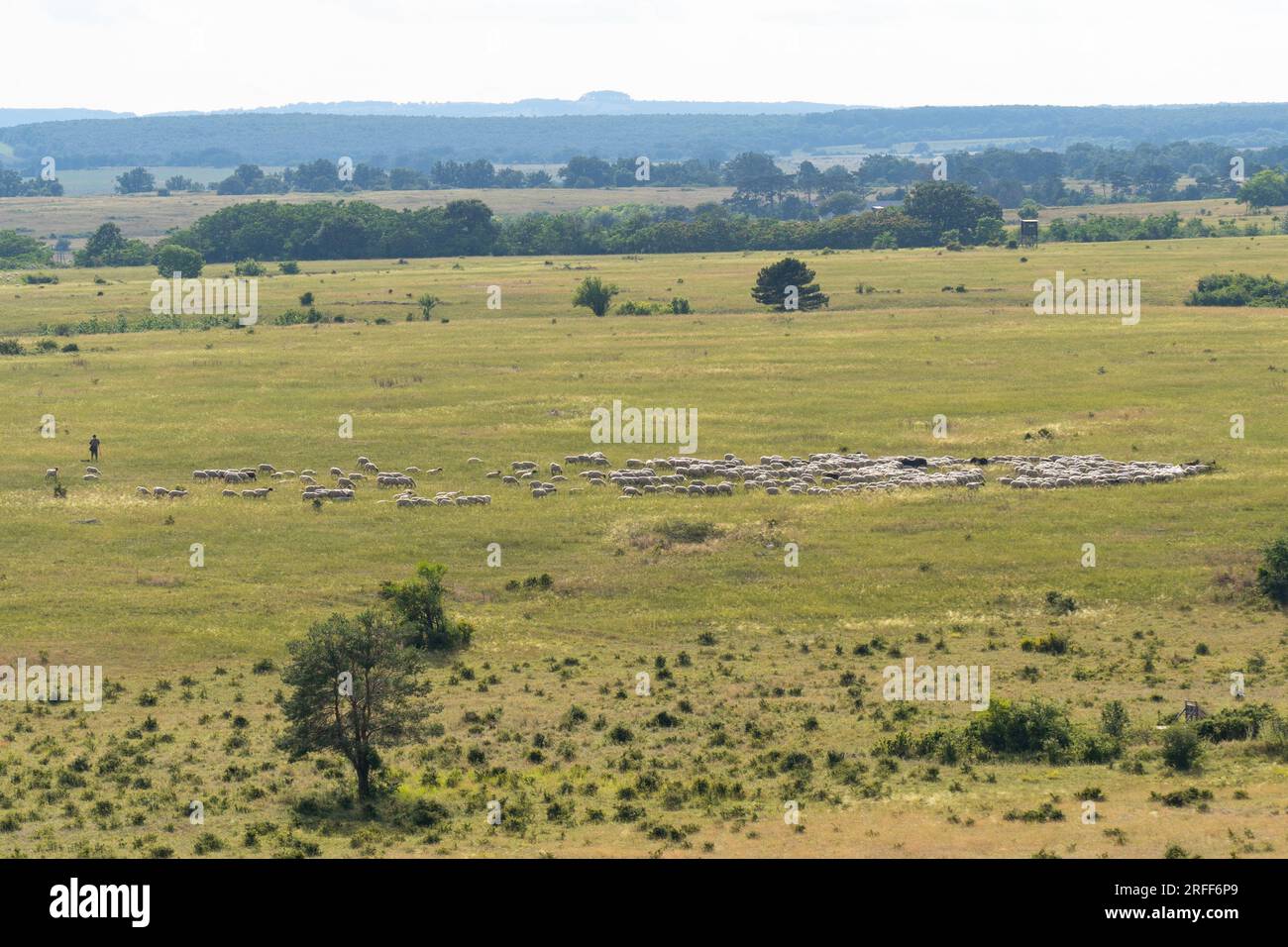 Schafherde, die im Sommer in Ungarn mit einem Hirten auf einer grünen Weide weidet Stockfoto