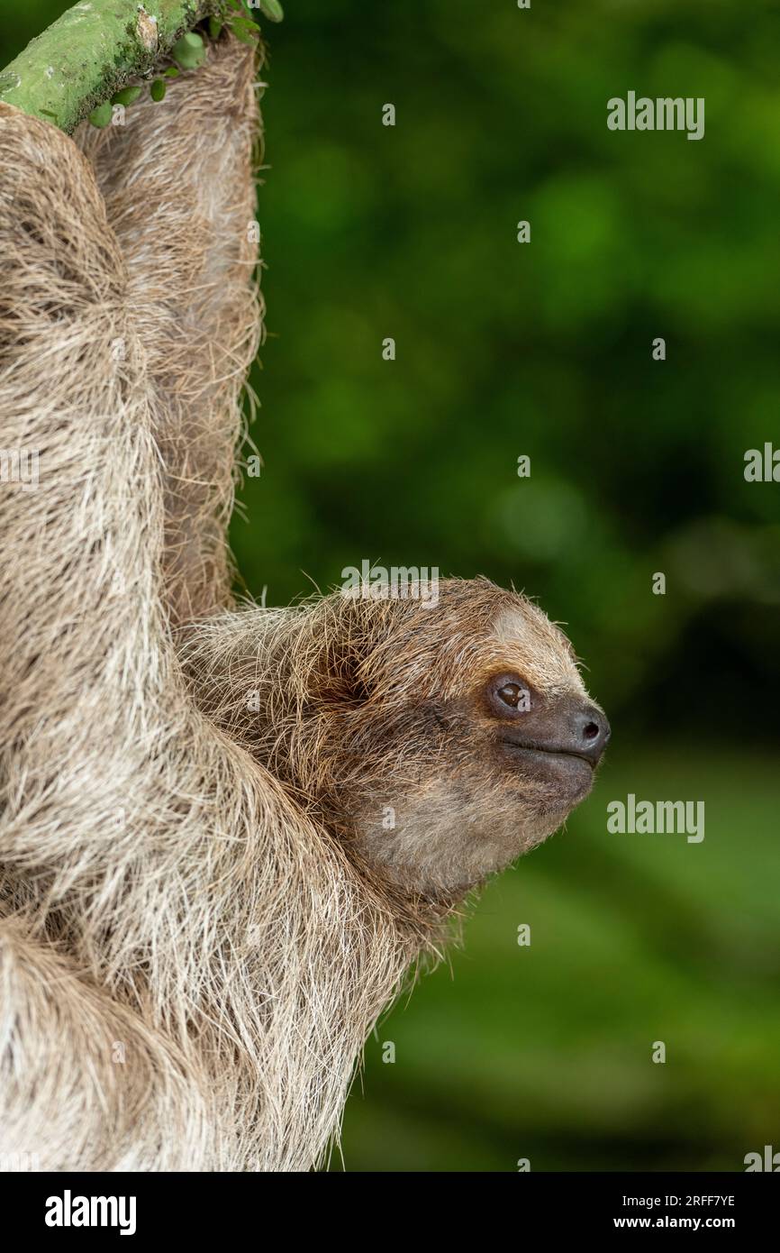 Bradypus variegatus (Bradypus varegatus) auf dem Baum, Costa Rica - Stockfoto Stockfoto