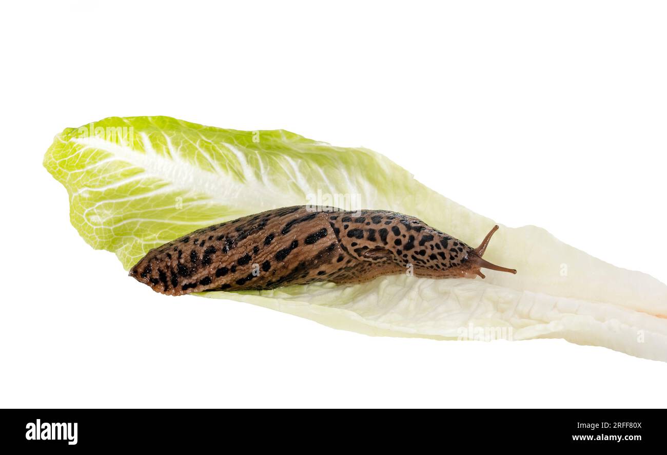 LiMax maximus vor weißem Hintergrund Stockfoto