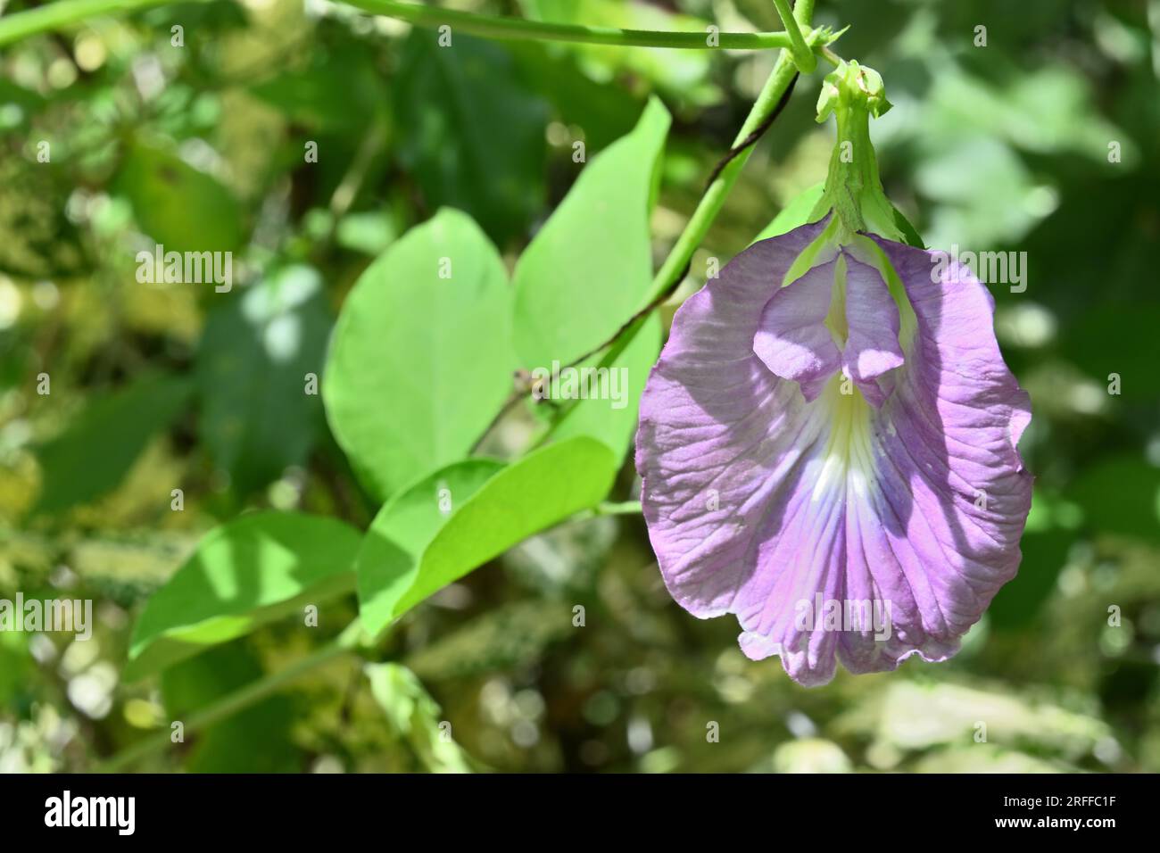 Nahaufnahme einer hellvioletten asiatischen Taubenflügelblume (Clitoria ternatea) Stockfoto