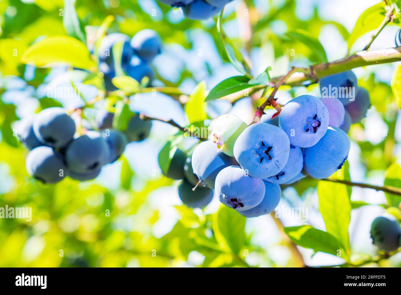 Heidelbeeren. Schornsteine reifer, großer Beeren im Busch der Heidelbeerpflanze Stockfoto