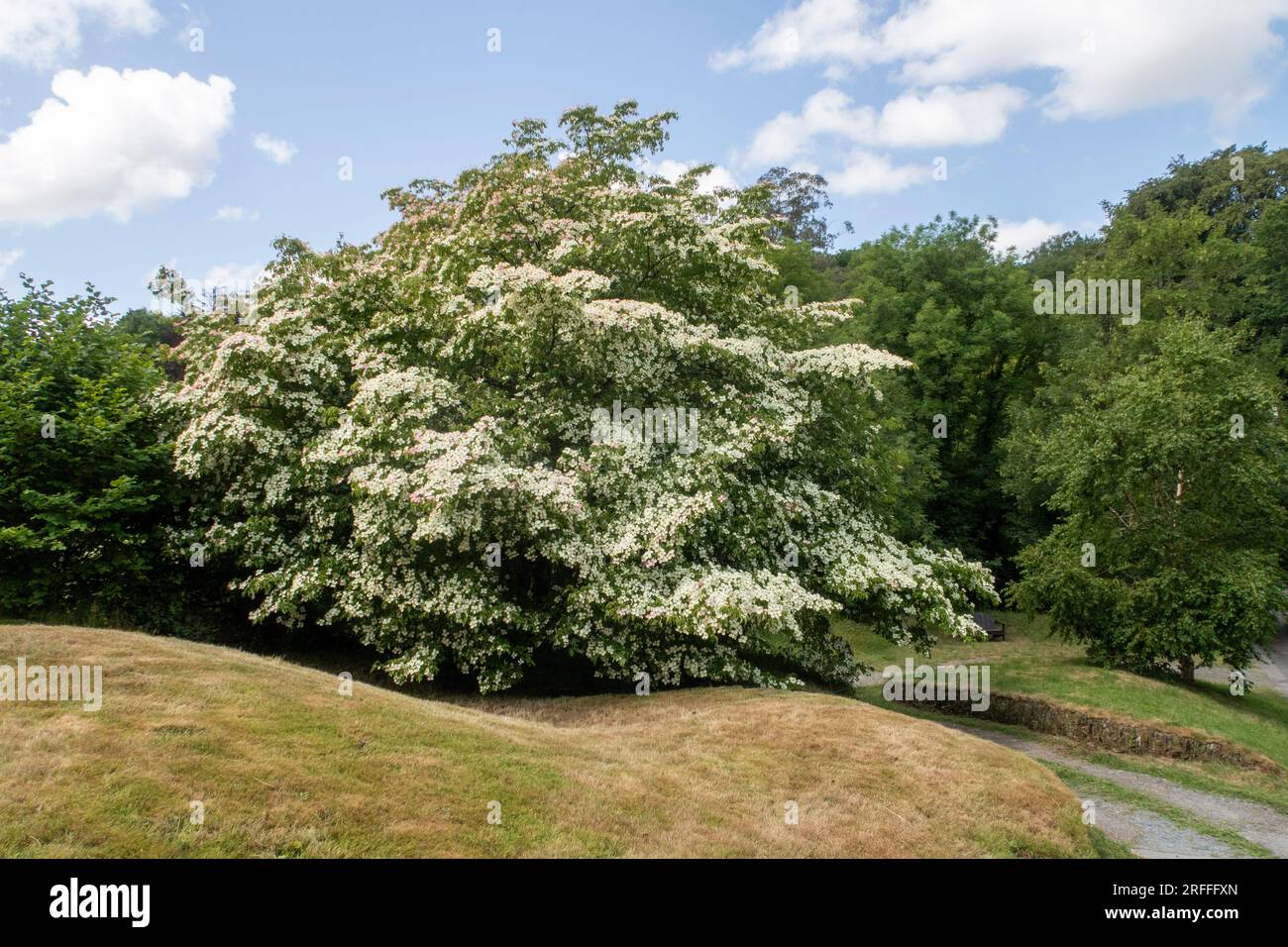 Großer Maiskapitata-Baum in voller Blüte, bedeckt mit cremeweißen Armbändern. Stockfoto