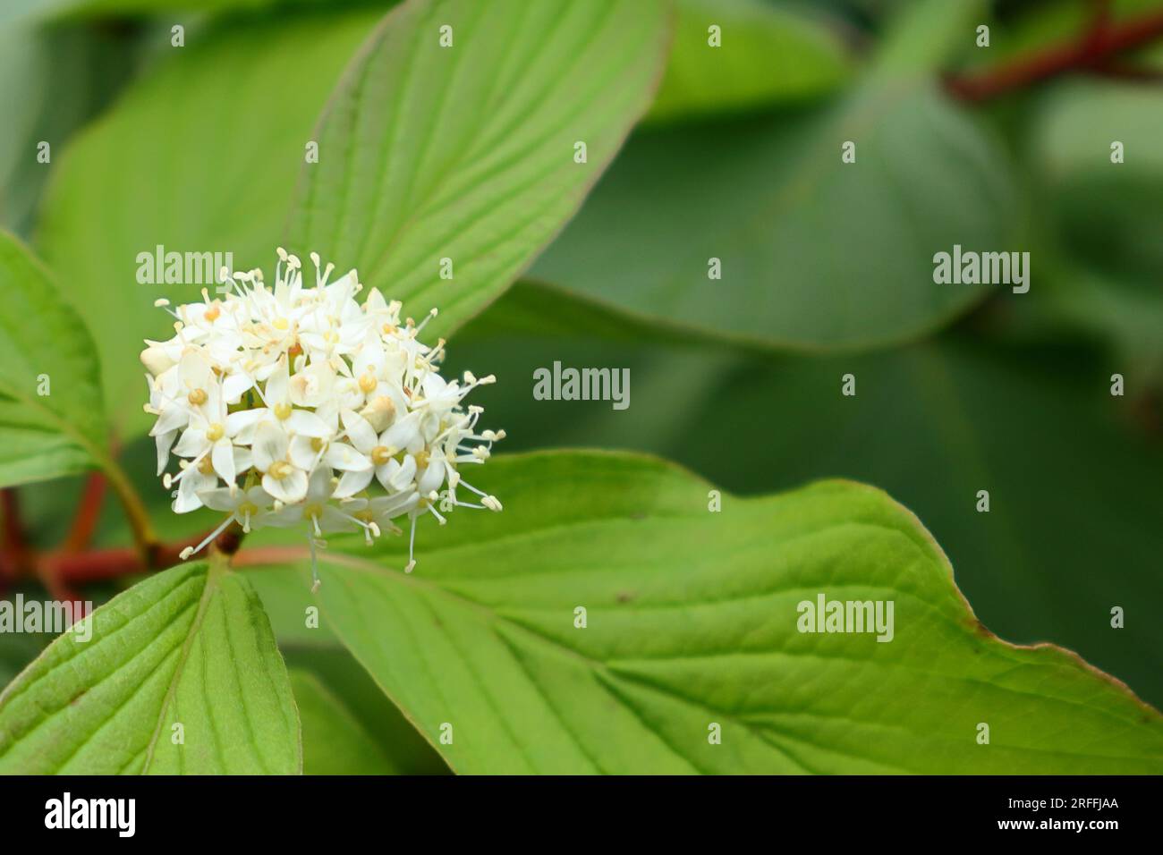 Winzige weiße Hundeholzblumen auf kräftigen grünen Blättern. Selektiver Fokus, Hintergrundunschärfe. Stockfoto