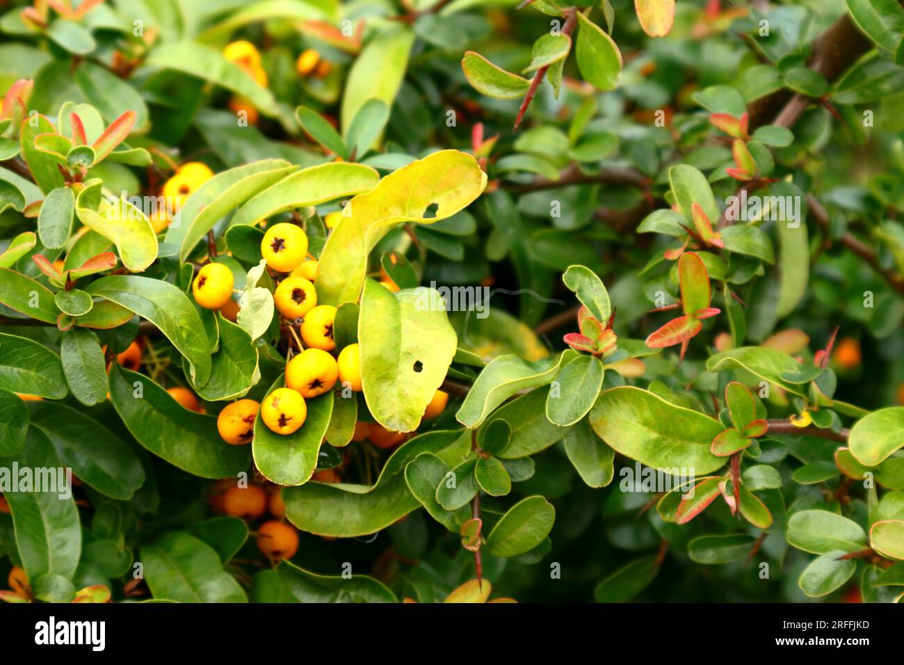Pyracantha, gelbe Beere, auf grün-gelbem Laub. Stockfoto