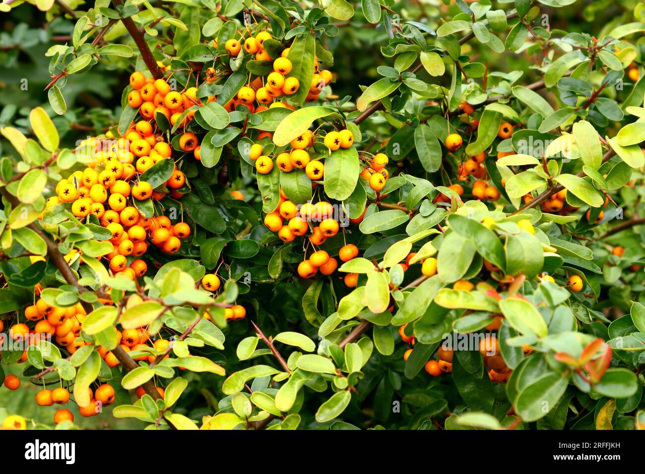 Viele Haufen gelber und orangefarbener Beeren vor grünem Blatthintergrund. Stockfoto