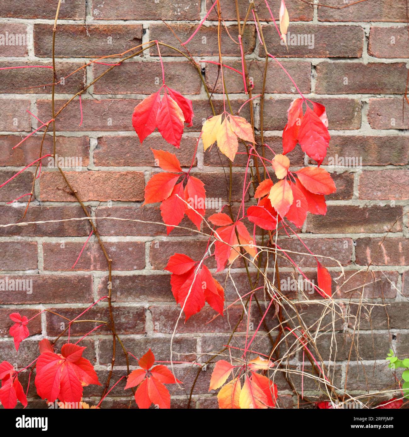 Kräftige rote Blätter des Virginia Creeper, der eine rot-braune Backsteinmauer erklommen hat. Stockfoto