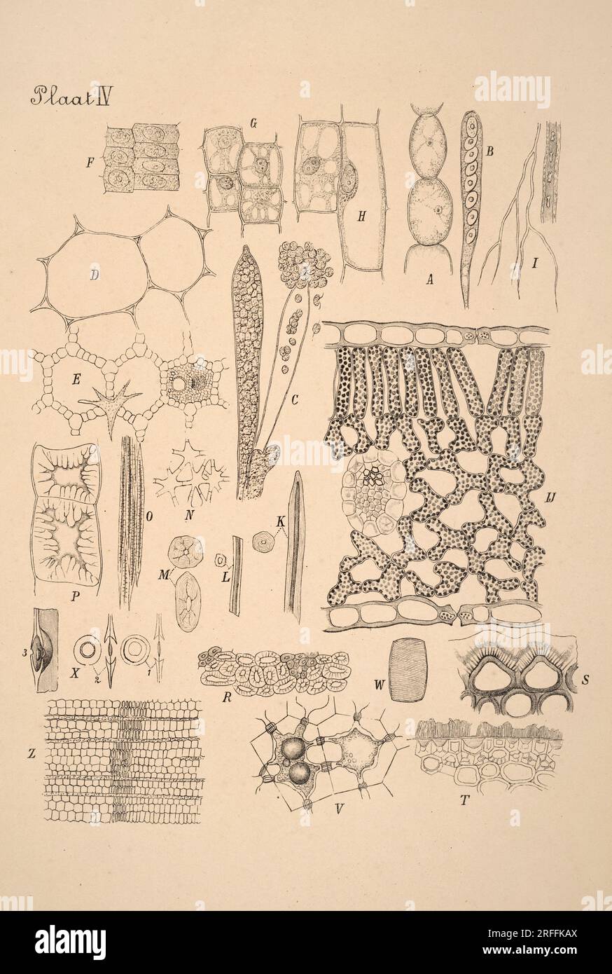 Niederländische botanische Illustration aus dem 19. Jahrhundert: Aufwändig detaillierte Tintenzeichnungen auf Sepia-Hintergrund, die antike botanische Kunst zeigen. Stockfoto