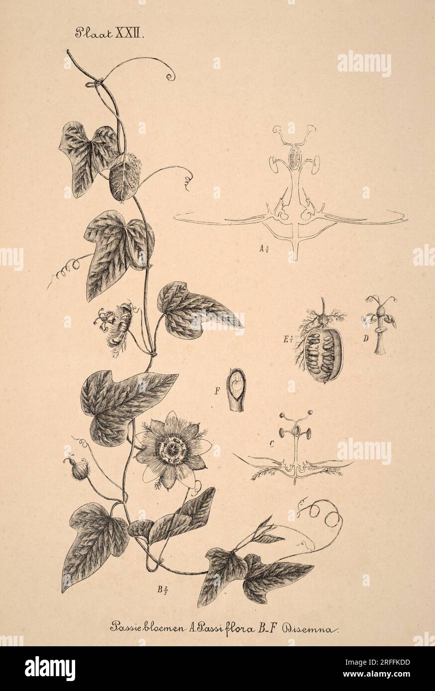Niederländische botanische Illustration aus dem 19. Jahrhundert: Aufwändig detaillierte Tintenzeichnungen auf Sepia-Hintergrund, die antike botanische Kunst zeigen. Stockfoto