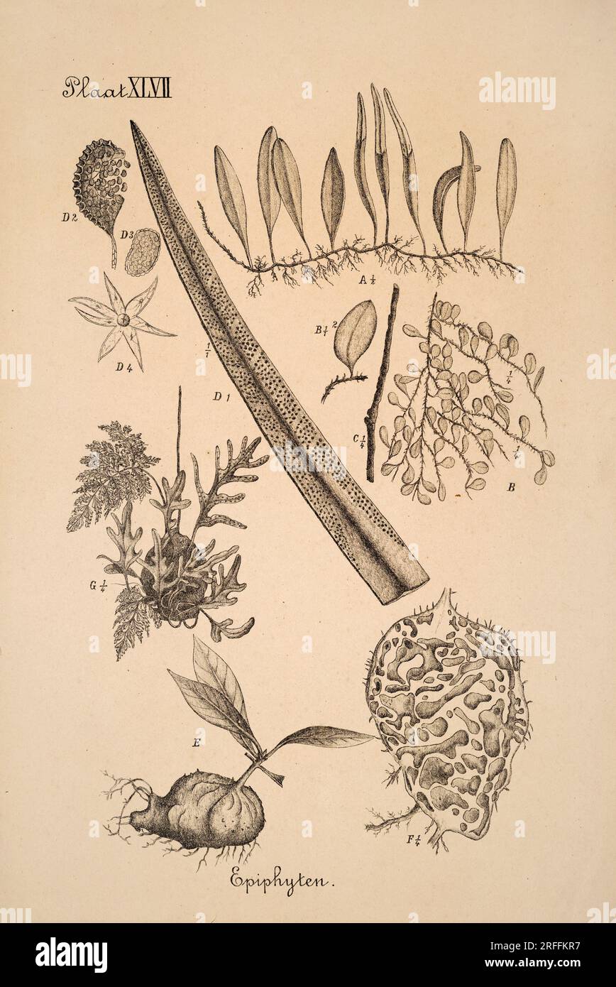 Niederländische botanische Illustration aus dem 19. Jahrhundert: Aufwändig detaillierte Tintenzeichnungen auf Sepia-Hintergrund, die antike botanische Kunst zeigen. Stockfoto