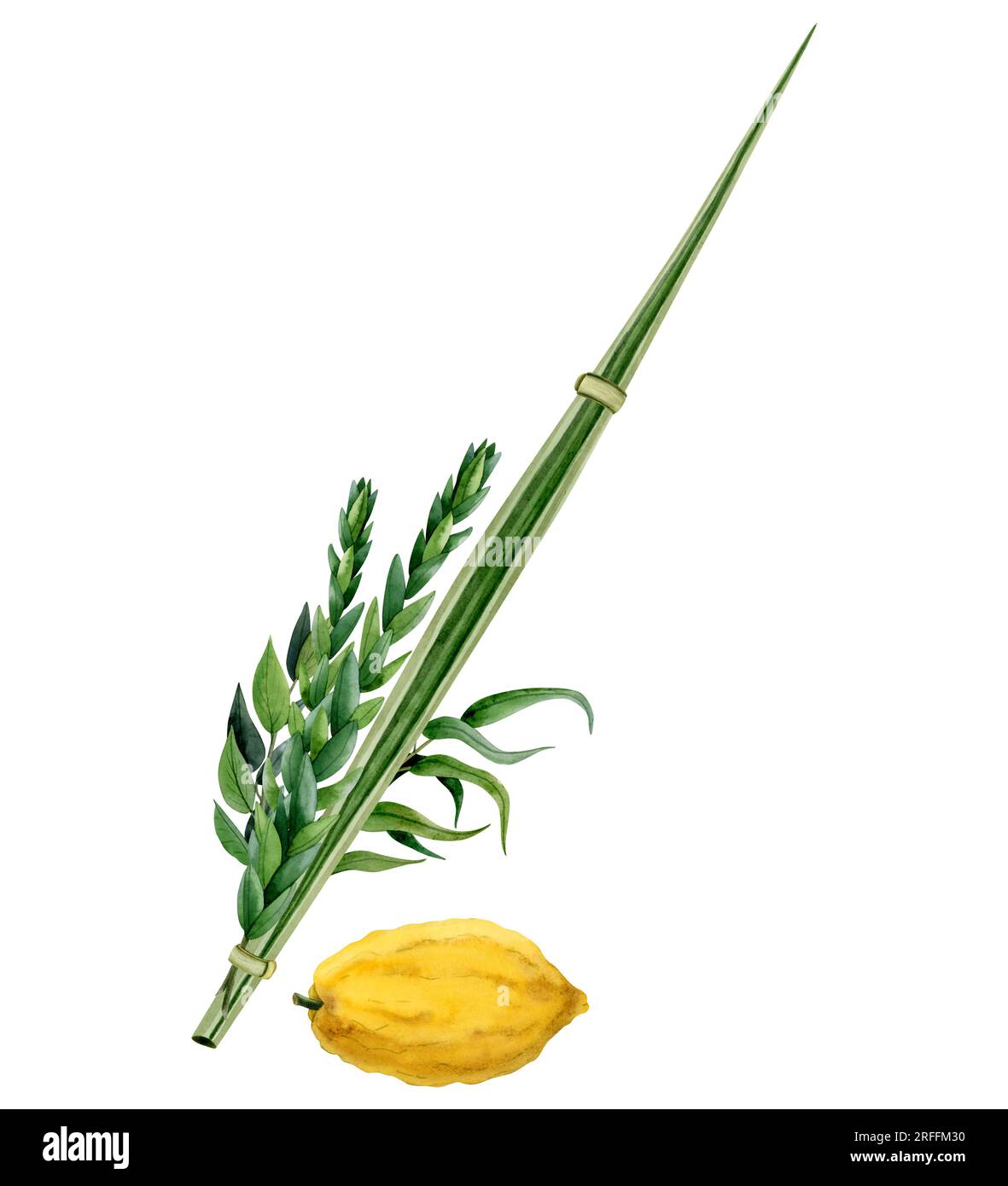 Aquarell Sukkot traditionelle Symbole Illustration. Vier Arten Weide und Myrtenzweige, Zitrone, Palmenfront Stockfoto