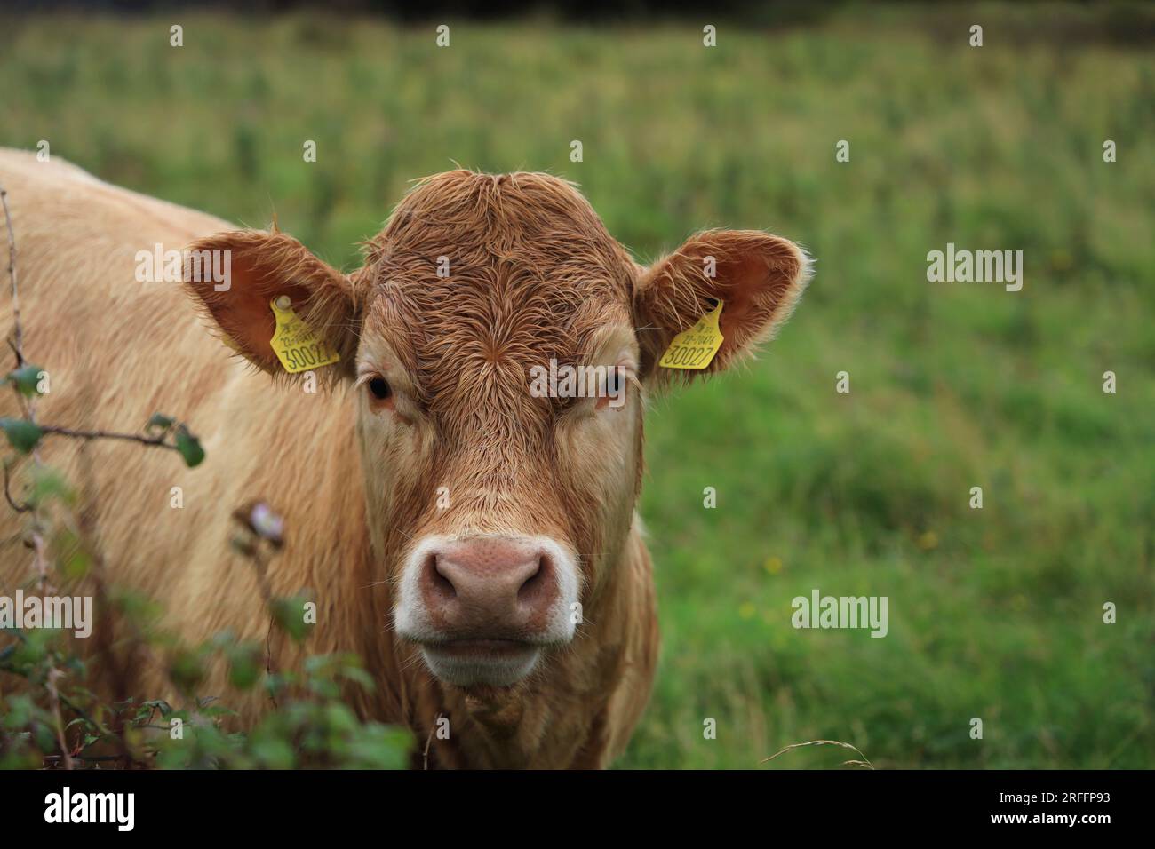 Rinder: Charolais züchtet Bullen auf landwirtschaftlichen Flächen im ländlichen Irland Stockfoto