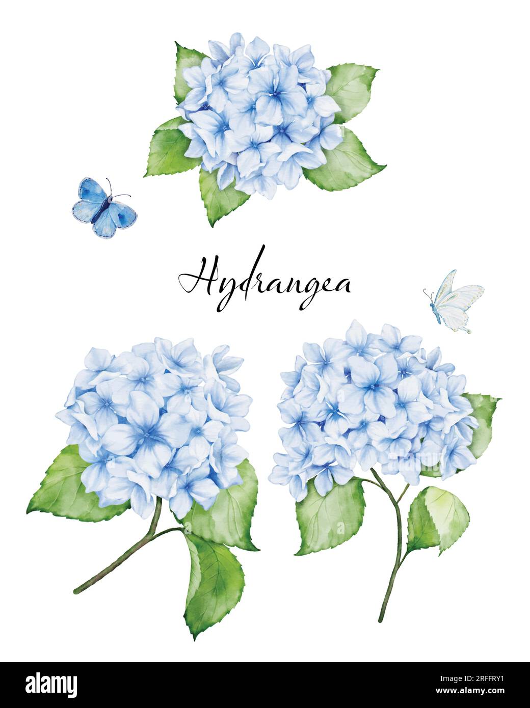 Set aus wunderschönen wässrigen Blumensträußen mit blauen Hortensien, Ästen, Blättern und Schmetterlingen, Aquarellgemälde. Vektor isoliert auf WHI Stock Vektor