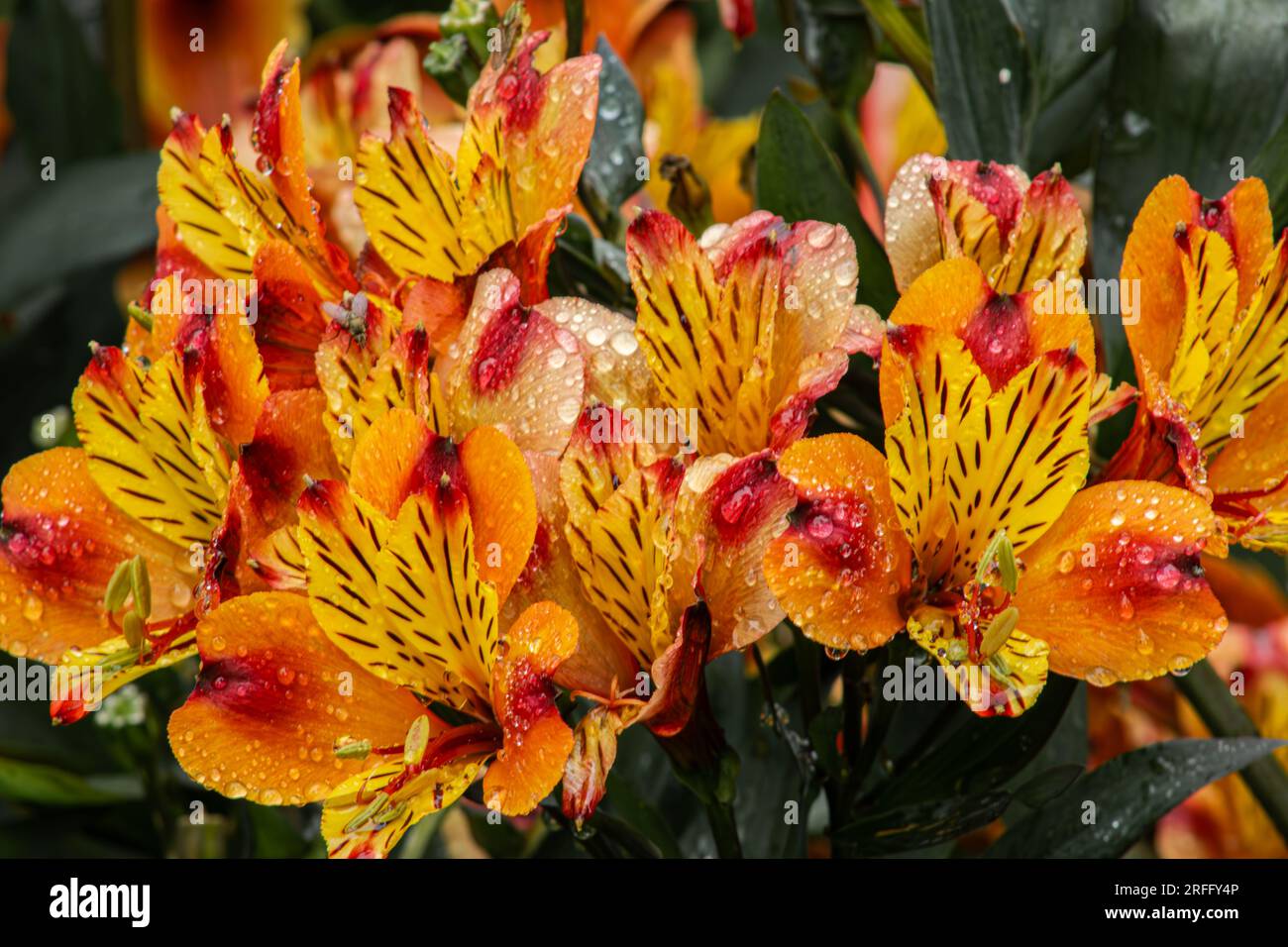 Gelbes Freesia nach dem Regen Stockfoto