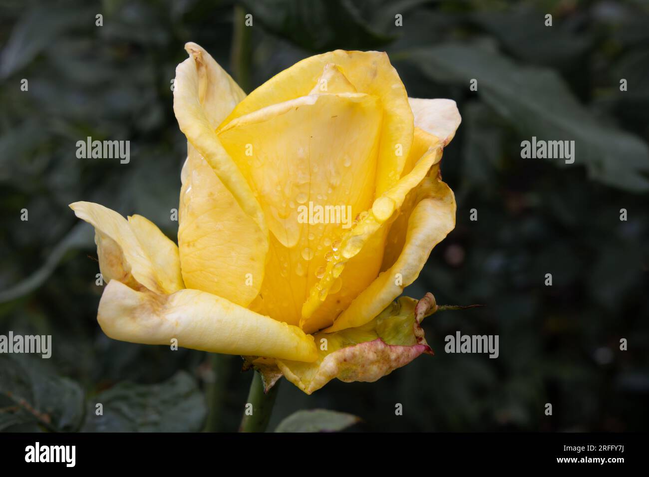 Nahaufnahme einer gelben Rose mit Wassertropfen Stockfoto