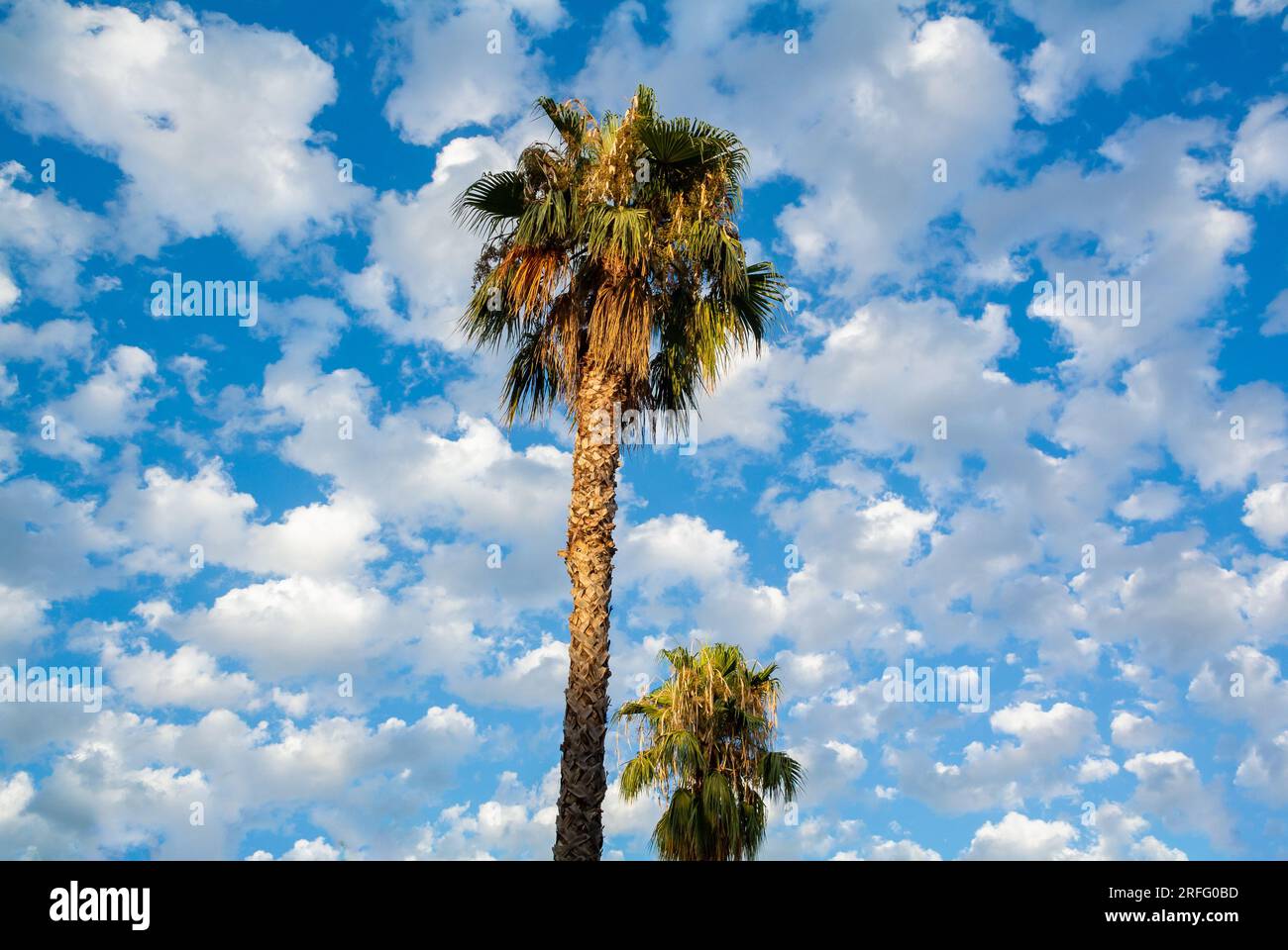 Rom, Latium, Italien, Palmen mit bewölktem Himmel. Stockfoto