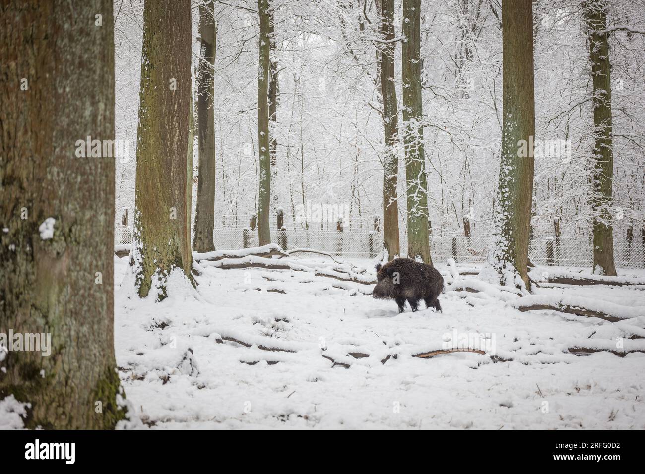 Wildschwein im Winterwald Deutschland Stockfoto