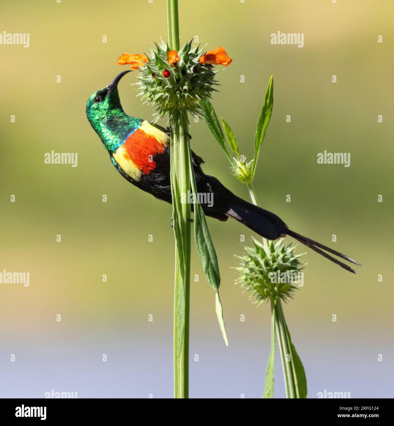 Während der Brutzeit ist der männliche schöne Sunbird prachtvoll in seinem schillernden Gefieder. Sie sind sehr territorial und werden sie verteidigen. Stockfoto