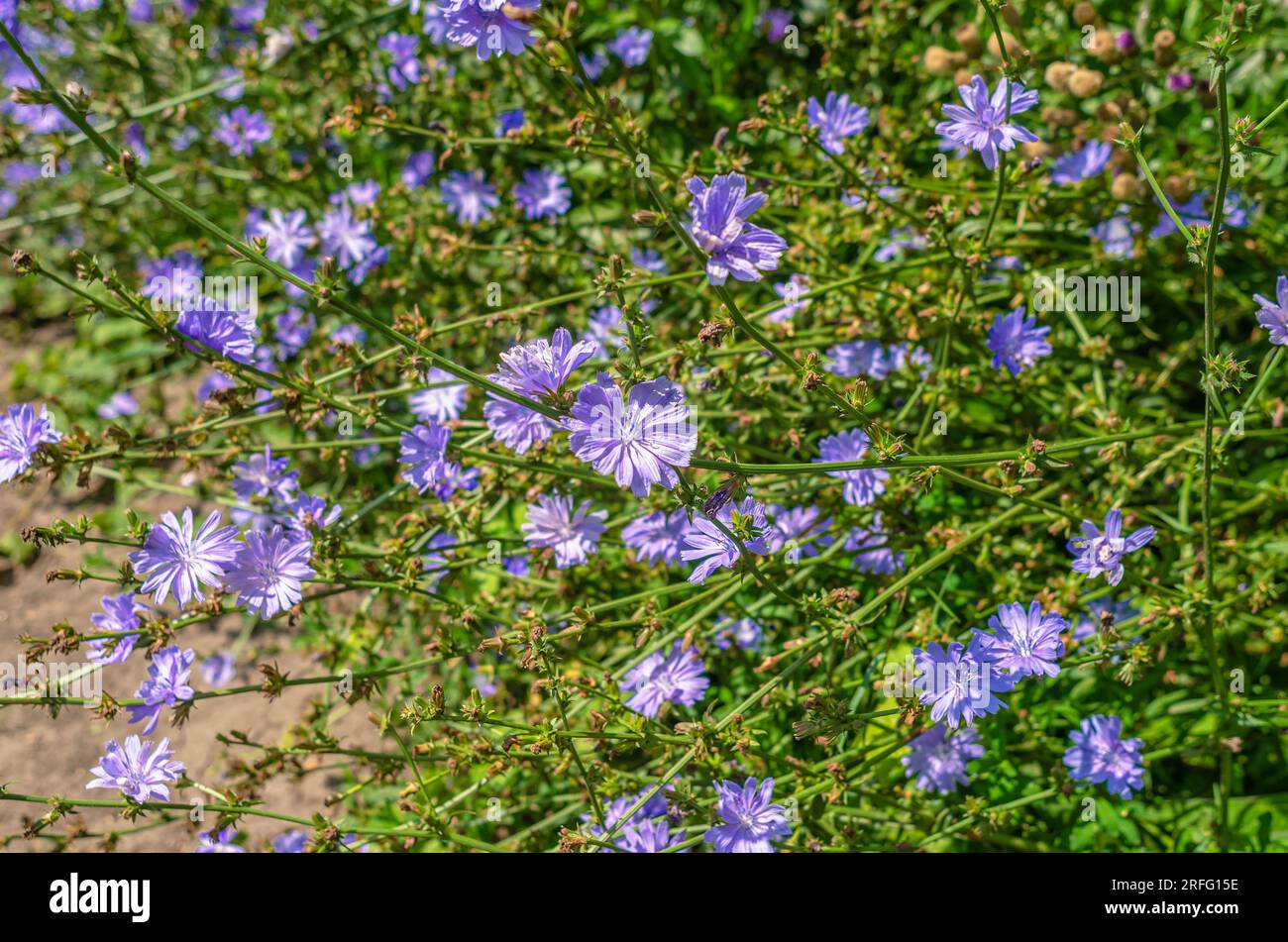 Blaue Blüten gewöhnlicher Zichorien auf dem Feld. Heilpflanze in der Natur Stockfoto