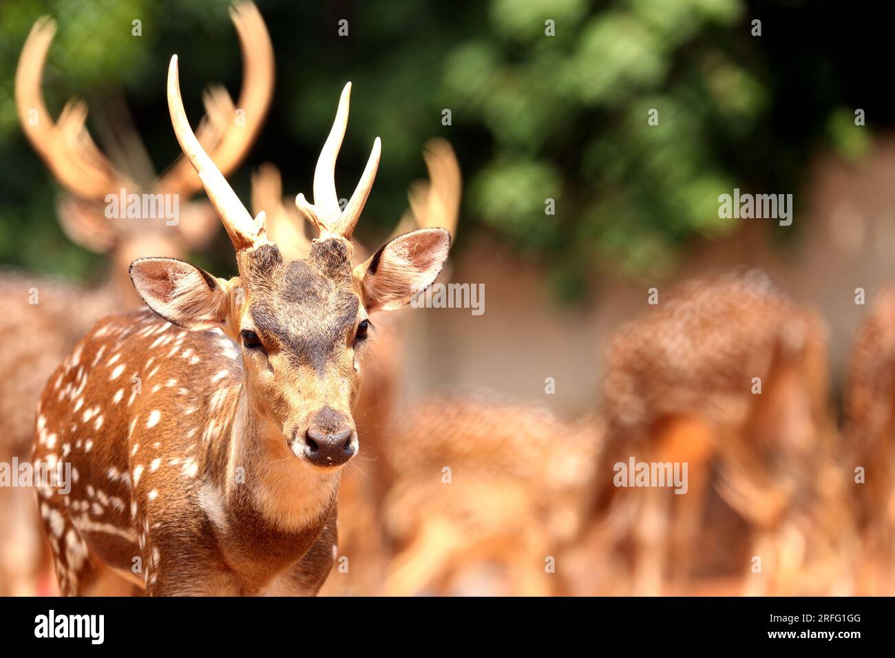 Hirsche sind bei Sundarbans sehr verbreitet. Es ist eine der schönsten Liebsten der Welt. Sie leben gern in Scharen. Stockfoto