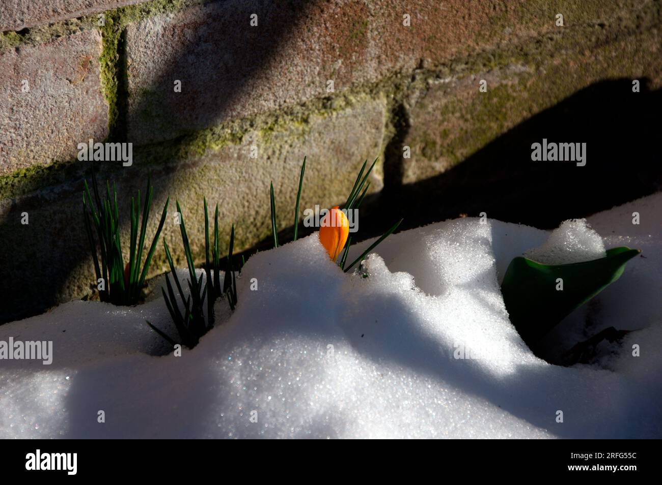 Crocco sbuca dalla neve all'ombra di alcuni rami spogli Stockfoto