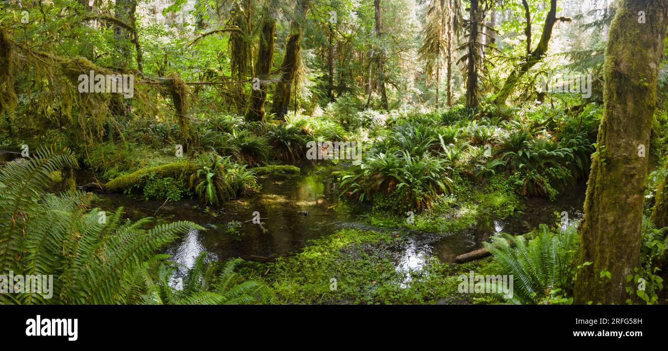 Auf der Olympic-Halbinsel ist der Hoh-Regenwald einer der größten gemäßigten Regenwälder in den USA. Die Gegend wird jährlich über 100 cm Regen ausgesetzt. Stockfoto