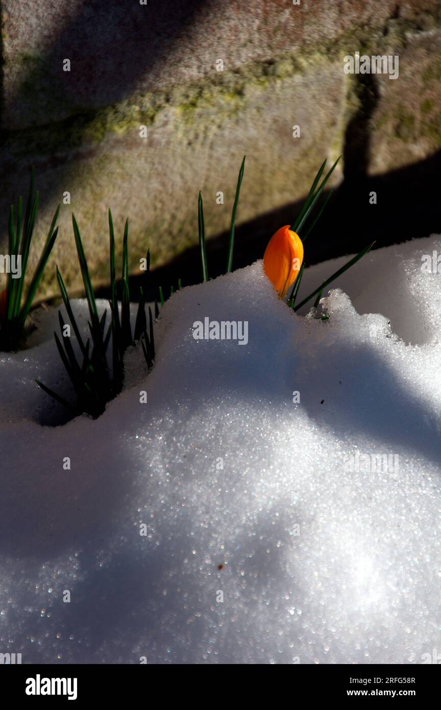 Crocco sbuca dalla neve all'ombra di alcuni rami spogli Stockfoto