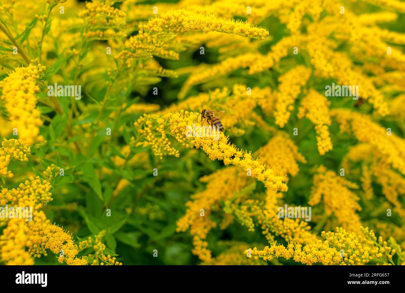 Bienen sammeln Pollen auf gelben Ragweedblumen. Natürliches Allergen, Honigsammlung, Honig Stockfoto