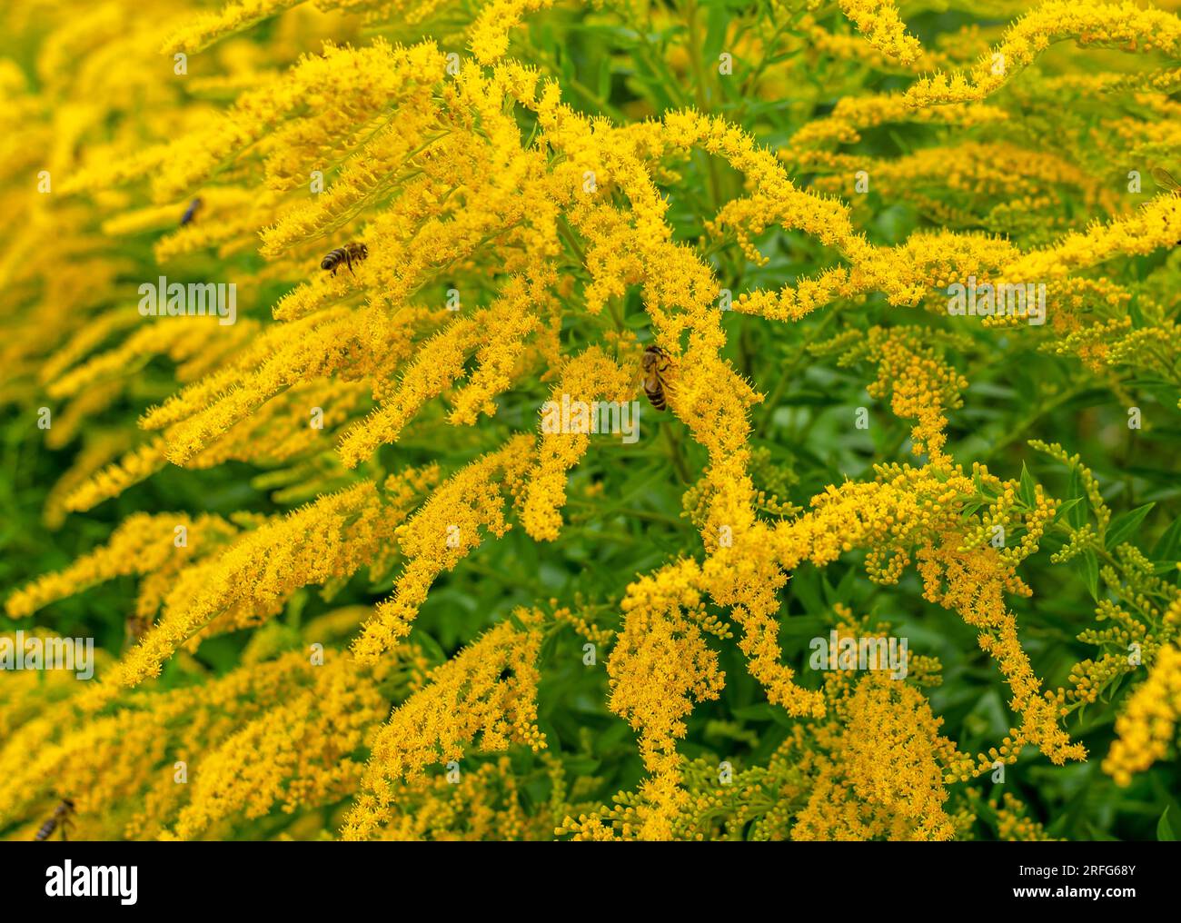 Bienen sammeln Pollen auf gelben Ragweedblumen. Natürliches Allergen, Honigsammlung, Honig Stockfoto