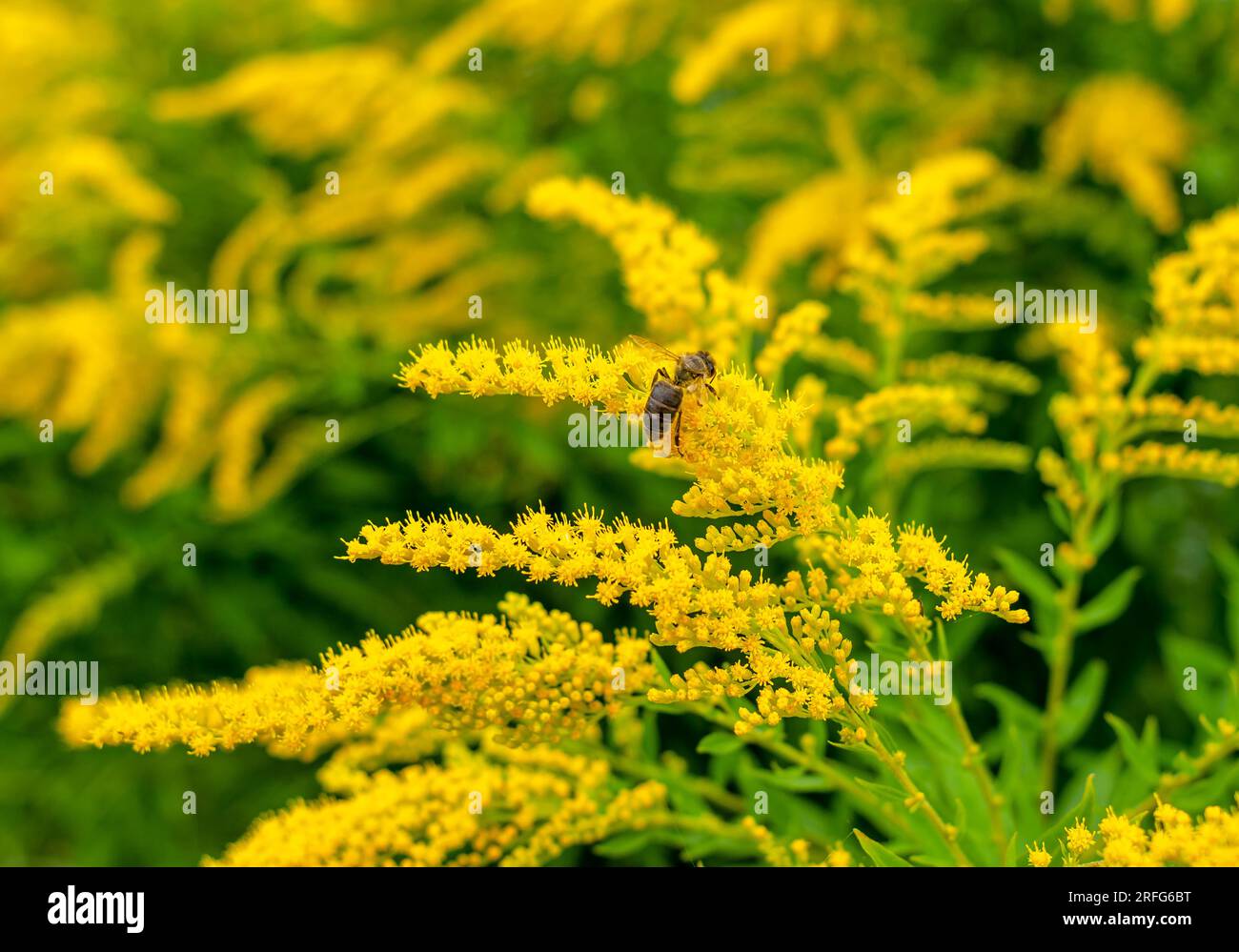 Bienen sammeln Pollen auf gelben Ragweedblumen. Natürliches Allergen, Honigsammlung, Honig Stockfoto