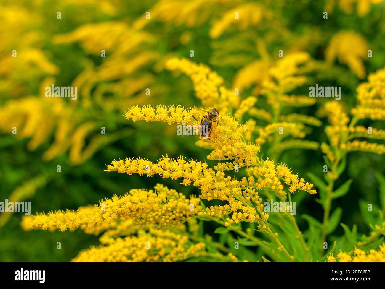 Bienen sammeln Pollen auf gelben Ragweedblumen. Natürliches Allergen, Honigsammlung, Honig Stockfoto