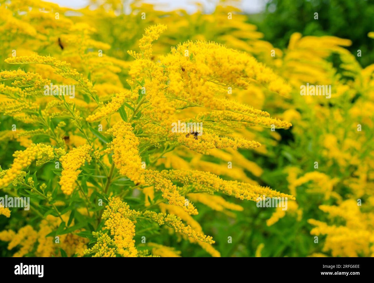 Bienen sammeln Pollen auf gelben Ragweedblumen. Natürliches Allergen, Honigsammlung, Honig Stockfoto