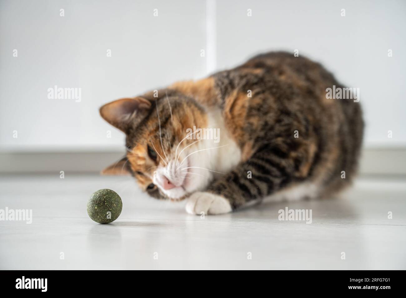 Flauschige Katzen spielen mit Spielzeugball von Katzenminze für gesunde saubere Zähne zu Hause. Liebhaber von Haustieren Stockfoto