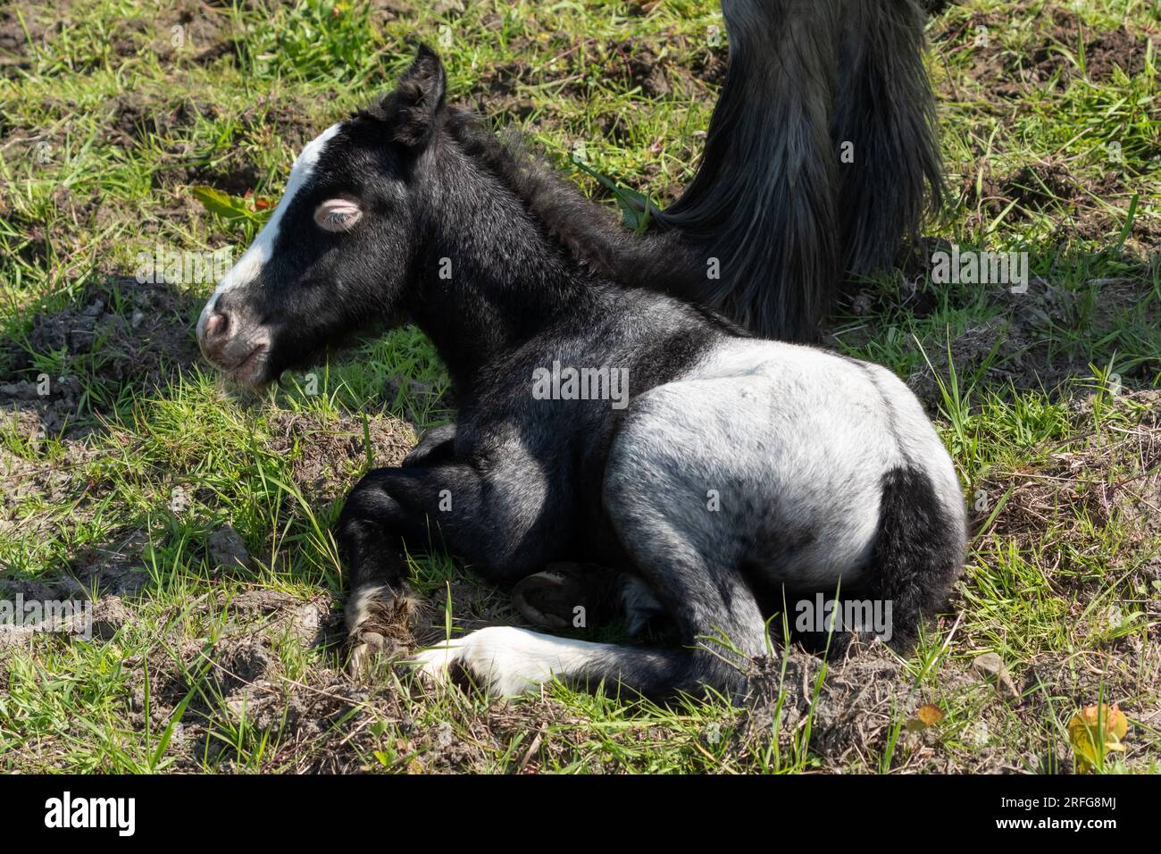 Ein junges Fohlen liegt im Gras neben seiner Mutter. Das Fohlen hat ungewöhnliche Markierungen, mit einem schwarzen Streifen auf dem Rücken und weiß um sein Auge. Stockfoto