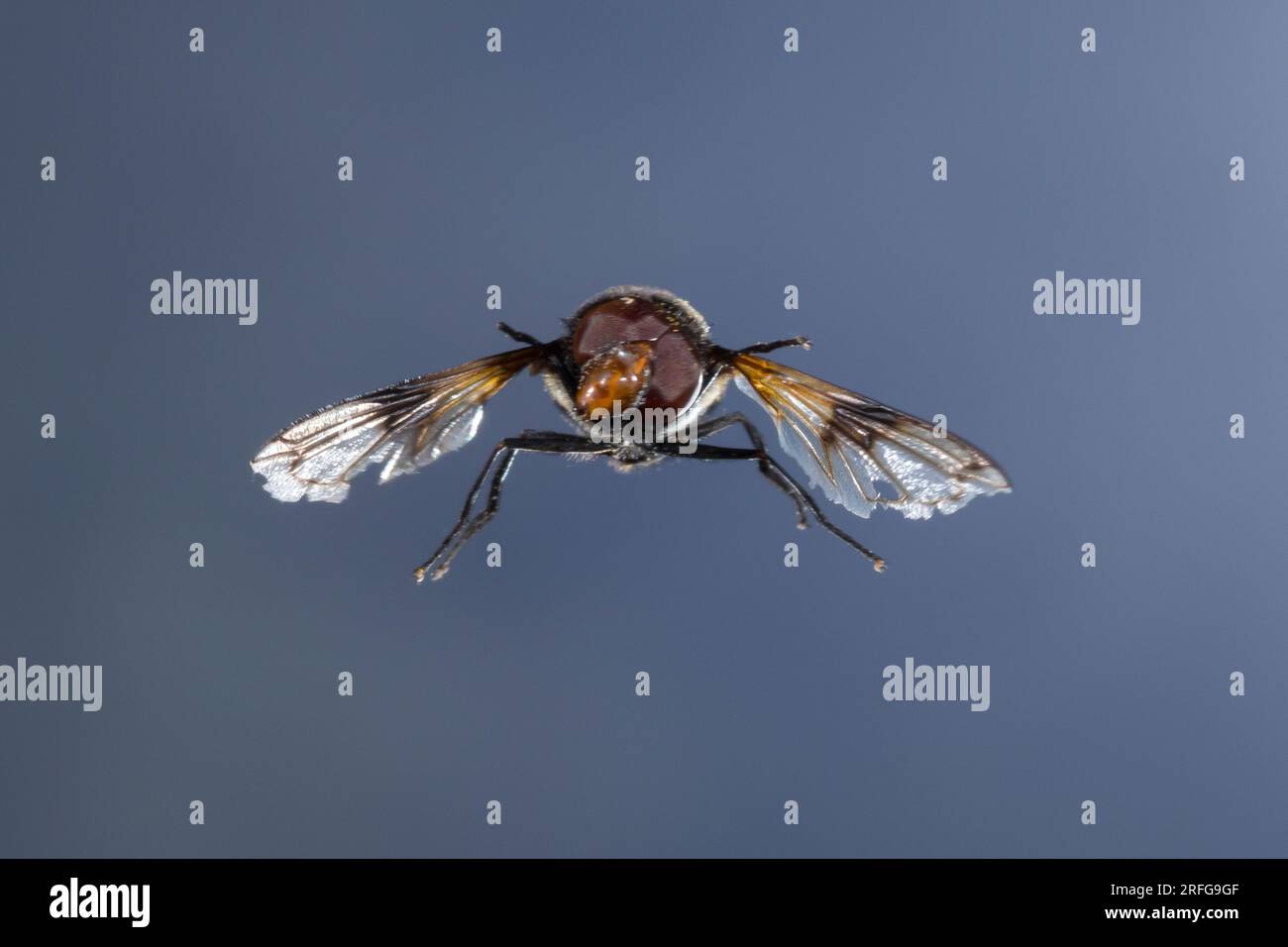Waldschwebfliege, Gemeine Waldschwebfliege, Wald-Schwebfliege, Gemeine Hummel-Schwebfliege, Weißbindige Hummelschwebfliege, Weißgebänderte Schwebflieg Stockfoto