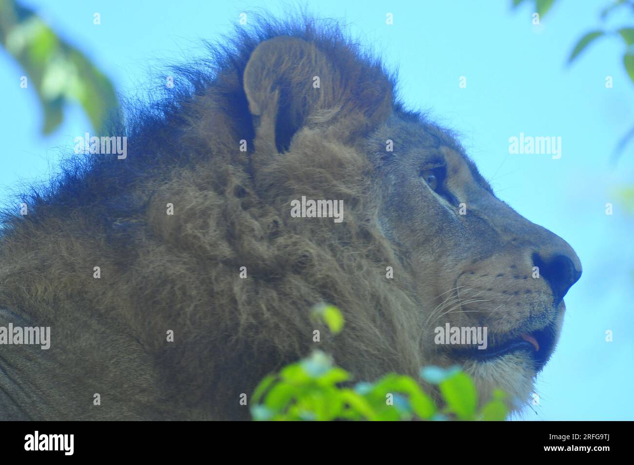 Löwe, die größte afrikanische Katze, Rio de Janeiro, Brasilien Stockfoto