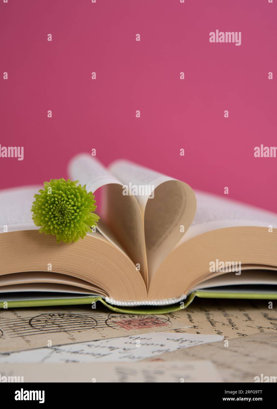 Grüne santini-Blume auf einem geöffneten Buch mit herzförmigen Buchseiten auf pinkfarbenem Hintergrund, romantische Buchszene Stockfoto