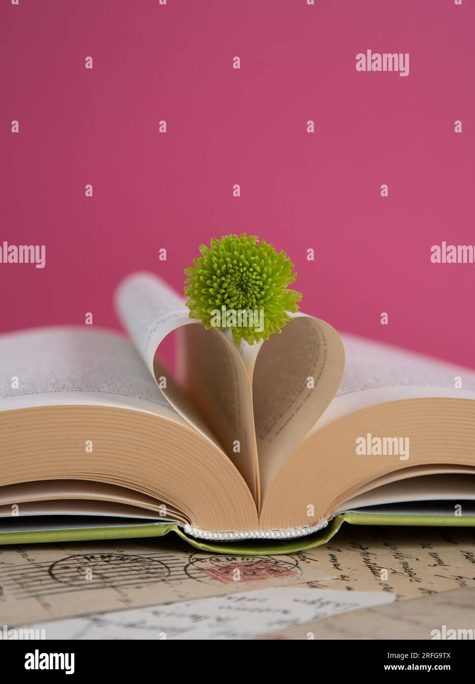 Grüne santini-Blume auf einem geöffneten Buch mit herzförmigen Buchseiten auf pinkfarbenem Hintergrund, romantische Buchszene Stockfoto