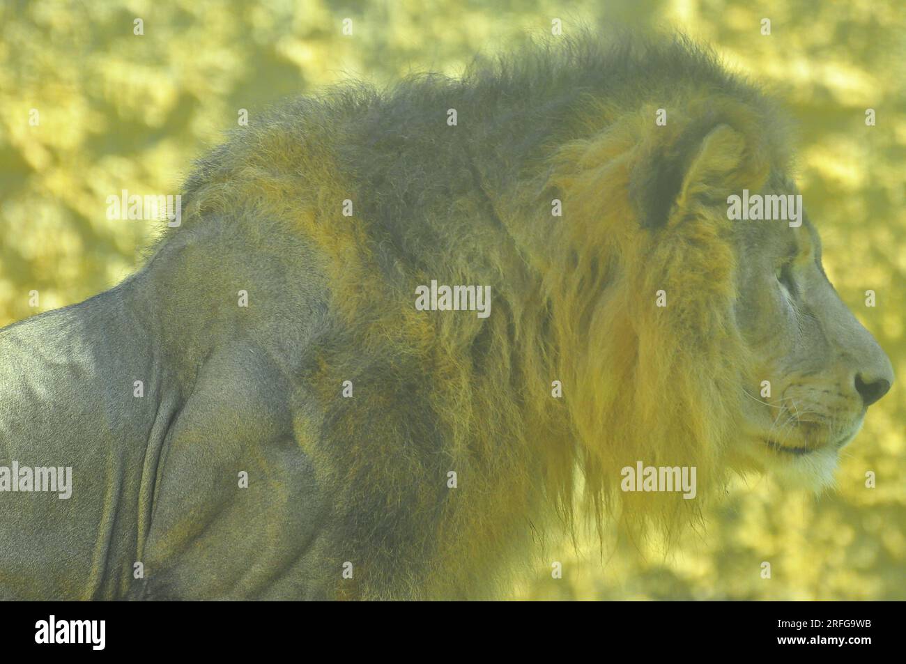 Löwe, die größte afrikanische Katze, Rio de Janeiro, Brasilien Stockfoto