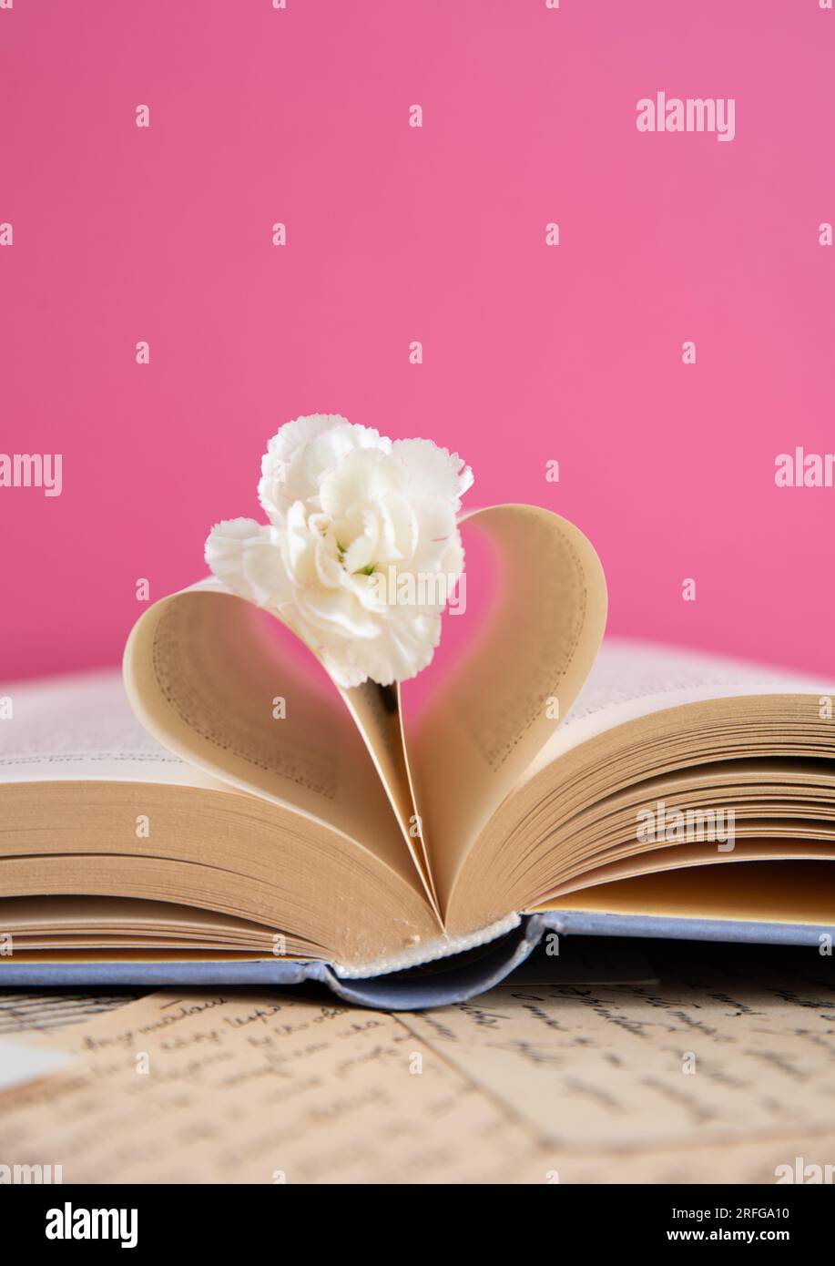 Weiße Nelkenblume auf einem geöffneten Buch mit herzförmigen Buchseiten auf pinkfarbenem Hintergrund, romantische Buchszene Stockfoto