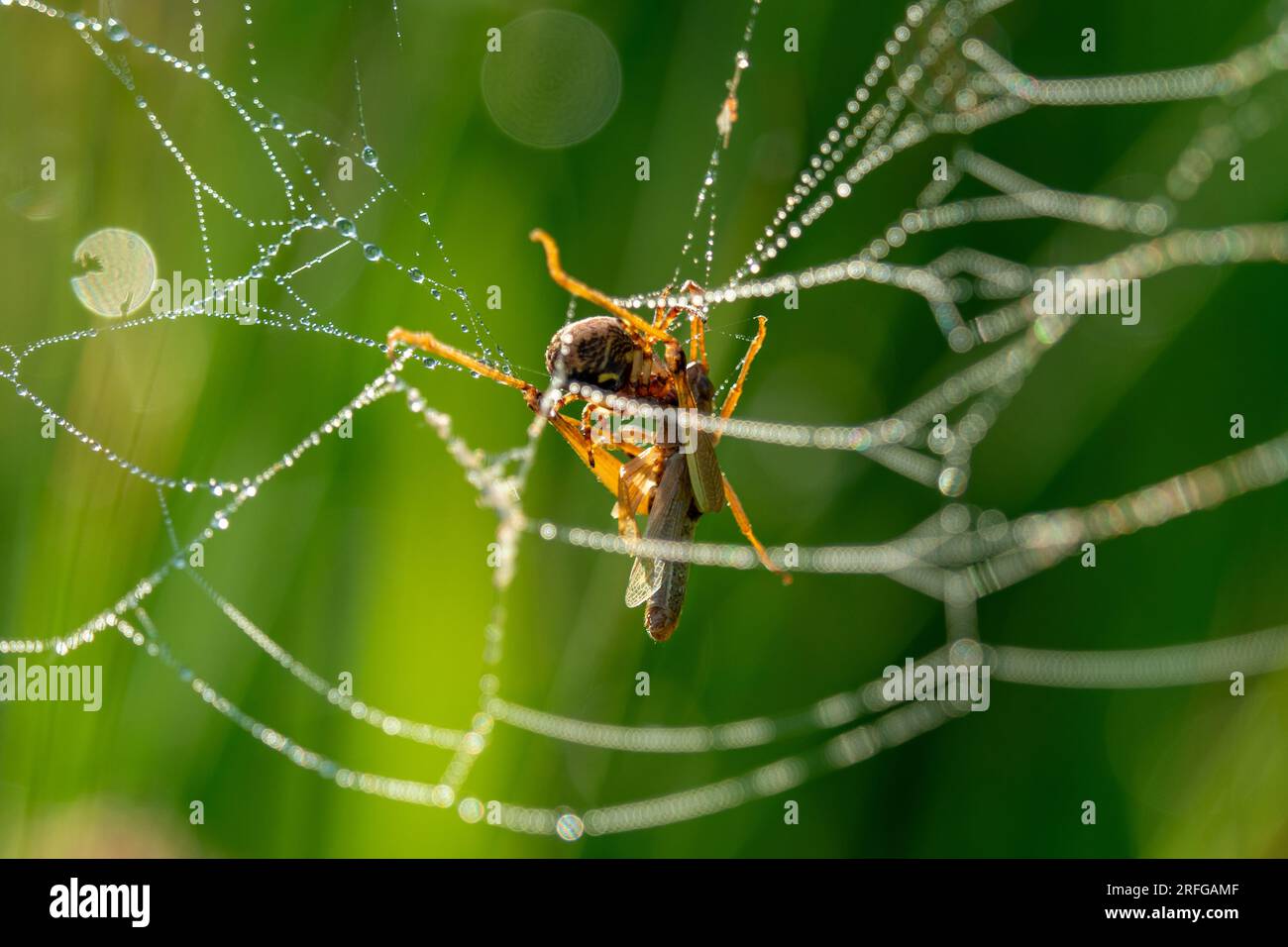 die spinne frisst einen Grashüpfer in ihrem Netz Stockfoto