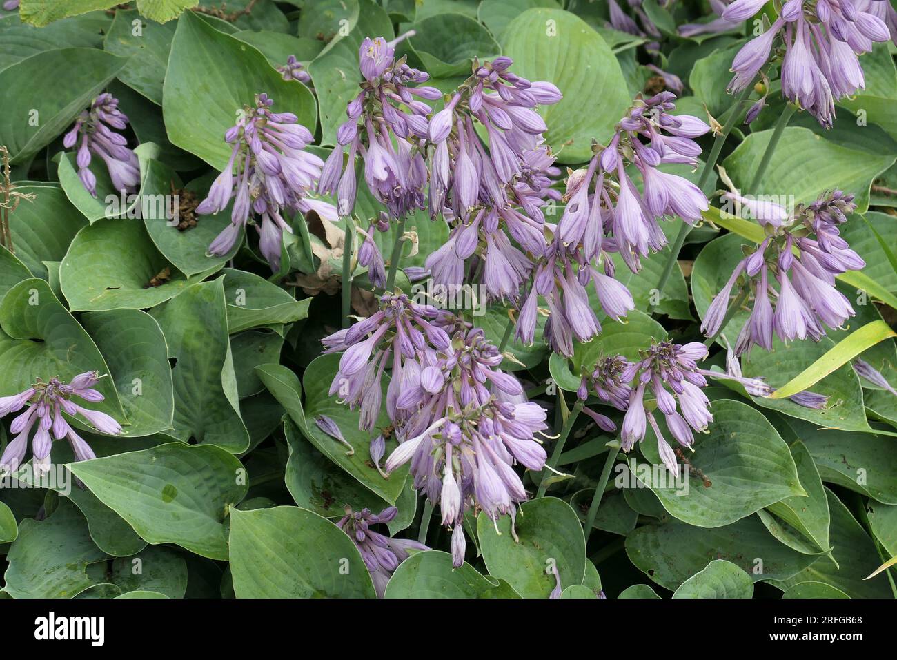 Die lila Blüten und die grünen Blätter der mehrjährigen Gartenpflanze schattieren das Lied von Hosta Wagtail. Stockfoto