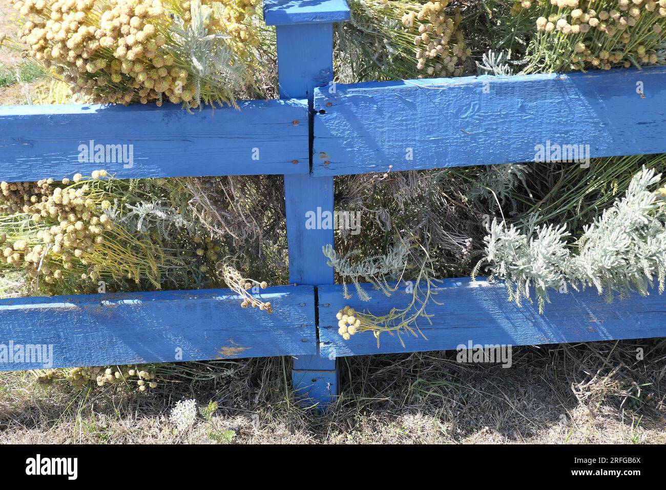 Nahaufnahme eines einfachen, rustikalen, blau bemalten niedrigen Grenzzauns mit einer vernachlässigten grauen Gartenpflanze Santolina an einem sonnigen Tag im Sommer. Stockfoto