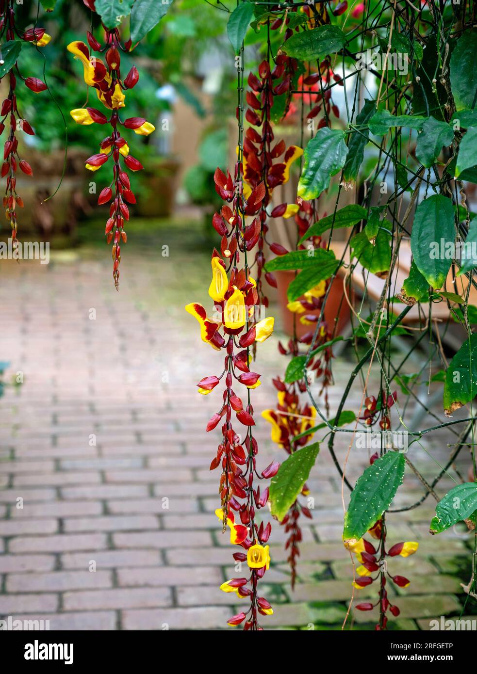 Rote und gelbe Blüten einer Thunbergia mysorensis in einem Gewächshaus in Schweden Stockfoto