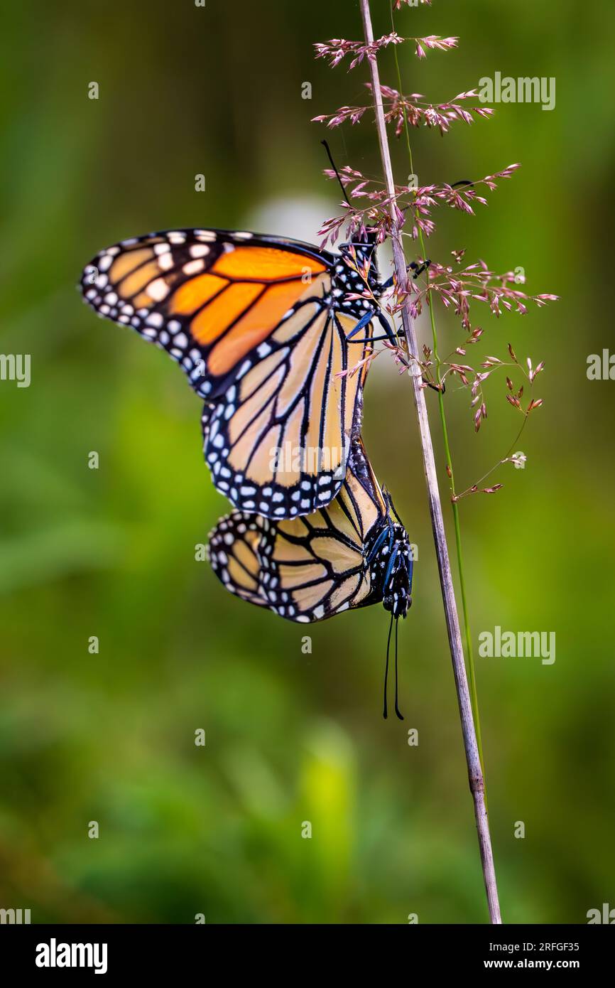 Der Monarchfalter (Danaus Plexippus) ist ein Milkweed-Schmetterling aus der Familie der Nymphalidae. Es gehört zu den bekanntesten in Nordamerika. Stockfoto