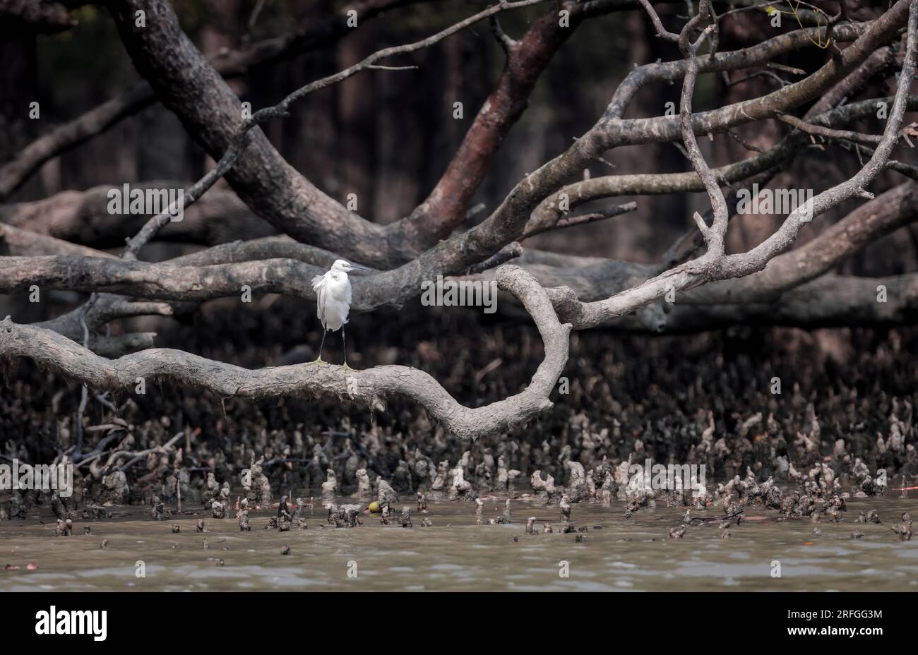 Kleines Reiher, das im mangrovenwald von sundarbans sitzt. Dieses Foto wurde im Sundarbans National Park, Bangladesch, aufgenommen. Stockfoto